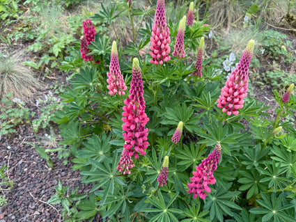 Lupine - Lupinus 'Gallery Pink'