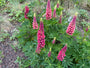 Lupine - Lupinus 'Gallery Pink'