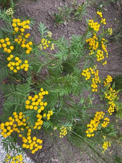 Rainfarn - Tanacetum vulgare 'Isla Gold'