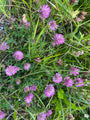 Lila Rotklee - Trifolium rubens