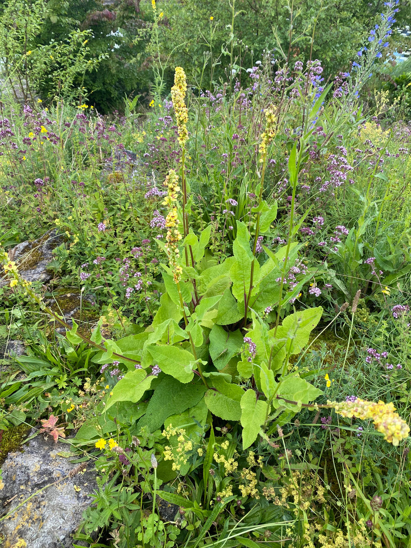 Schwarze Fackel - Verbascum nigrum