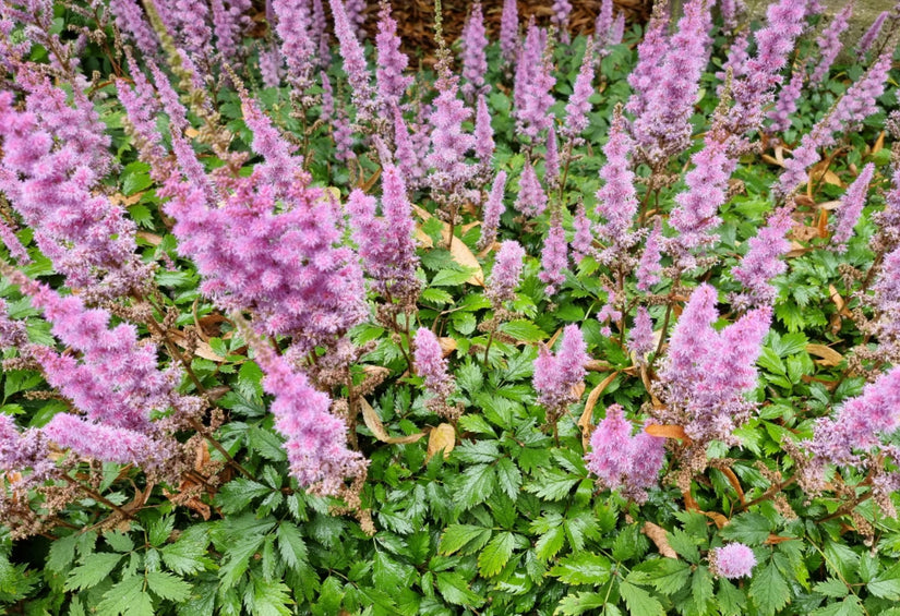 Biologisch Spierstruik - Astilbe chinensis 'Pumila'