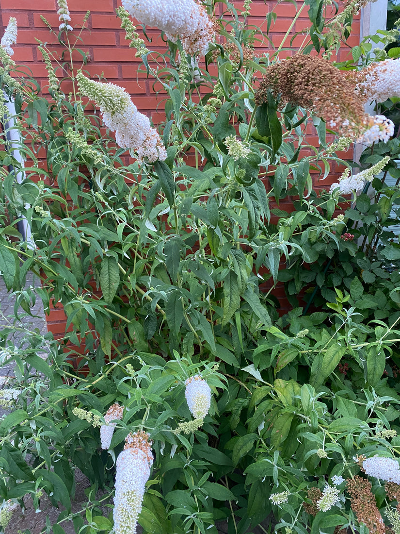 Schmetterlingsstrauch (weiß) - Buddleja davidii 'White Profusion'