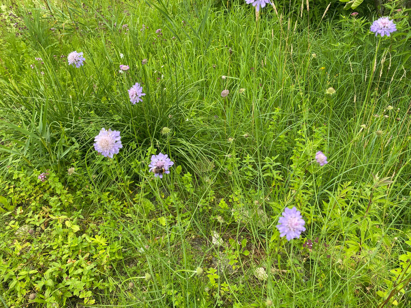 Wiesenkrone - Knautia Arvensis