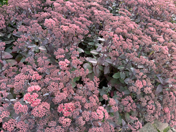 Mauerpfeffer - Sedum 'Purple Emperor' (auch pro/m2)