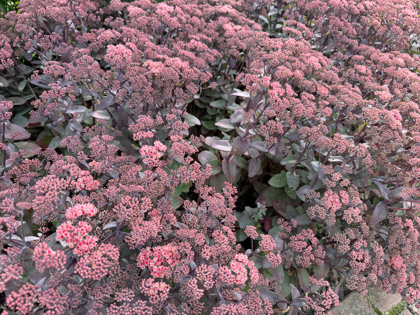 Mauerpfeffer - Sedum 'Purple Emperor' (auch pro/m2)