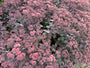 Mauerpfeffer - Sedum 'Purple Emperor' (auch pro/m2)
