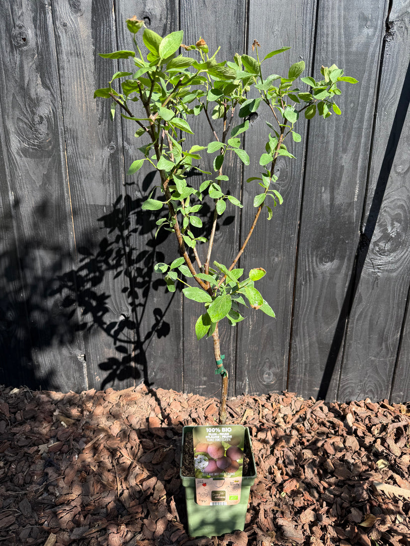 Pflaumenbaum - Prunus Domestica 'Opal'