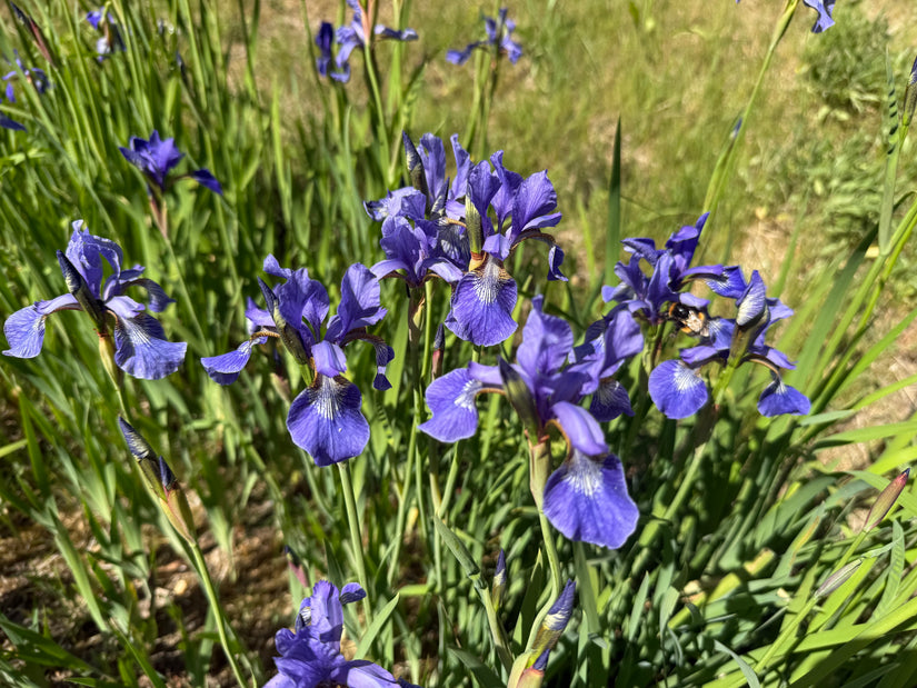 Sibirische Schwertlilie - Iris Sibirica 'Blue King'