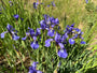 Sibirische Schwertlilie - Iris Sibirica 'Blue King'