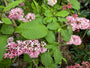Kanadischer Flieder - Syringa 'Miss Canada'