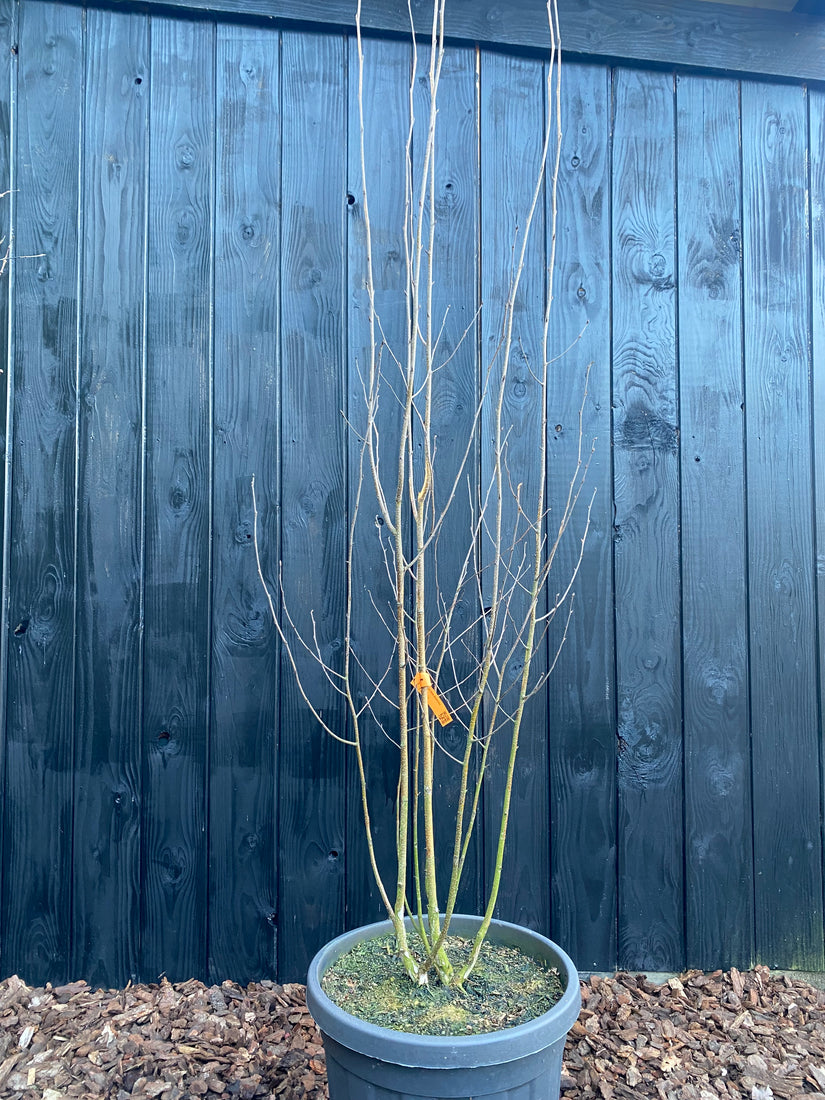Birke - Betula Utilis 'Doorenbos'