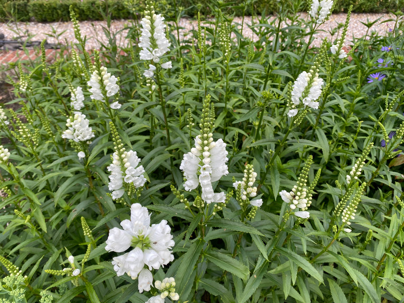 Scharnierblume - Physostegia virginiana