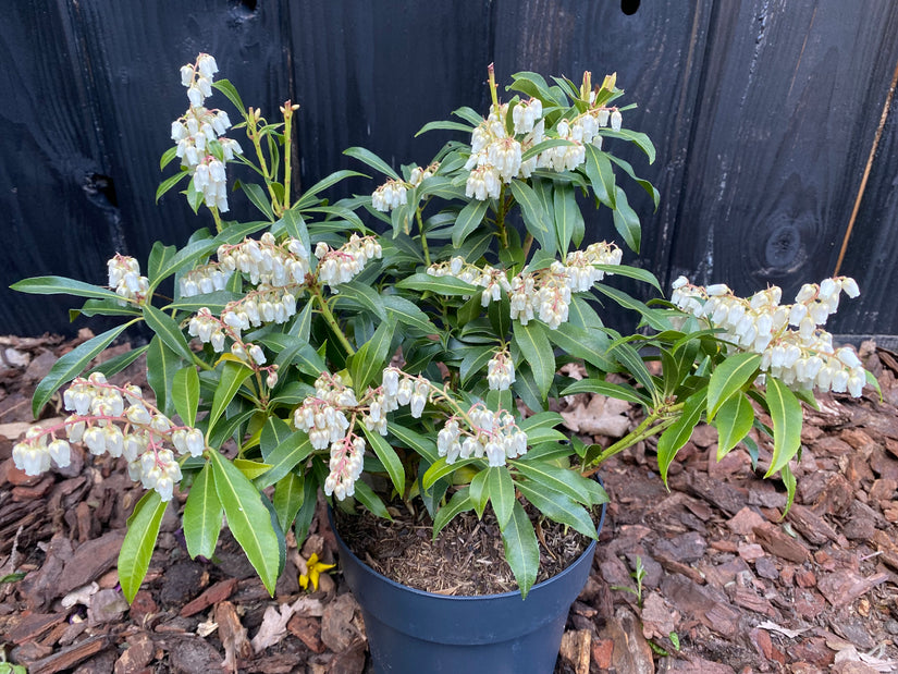 Rocky Heath - Pieris 'Waldflamme'