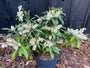 Rocky Heath - Pieris 'Waldflamme'