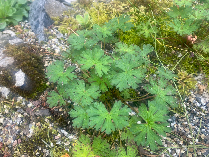 Storchschnabel - Geranium farreri