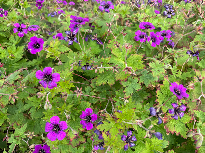 Hoher Storchschnabel - Geranium psilostemon