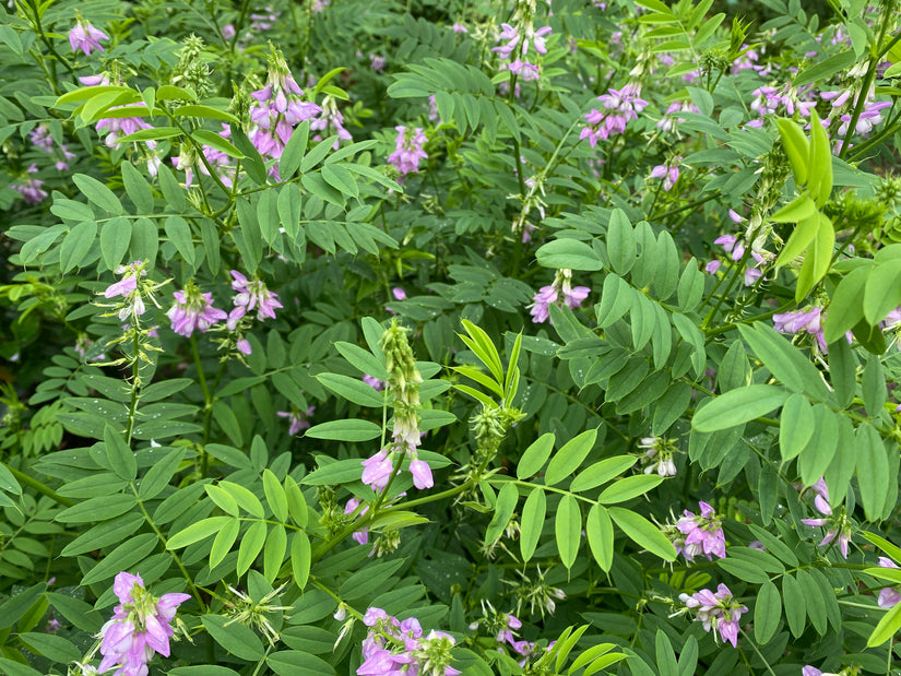 Ziegenraute - Galega officinalis