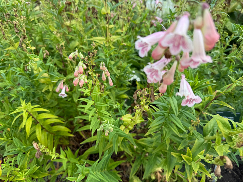 Schlangenkopf - Penstemon 'Apple Blossom'