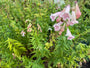 Schlangenkopf - Penstemon 'Apple Blossom'