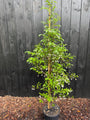 Japanischer Storaxbaum - Styrax japonicus 'Snowcone'