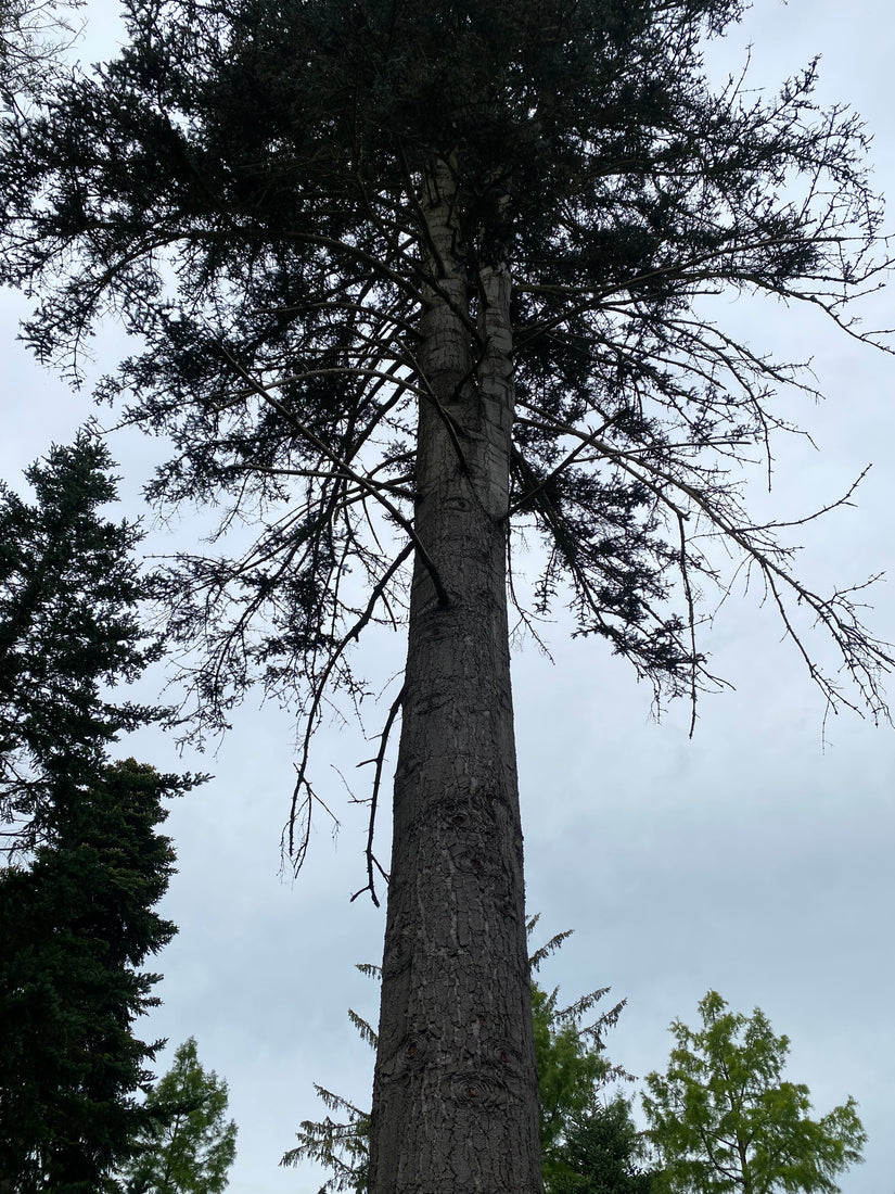 Edeltanne - Abies procera 'Glauca'