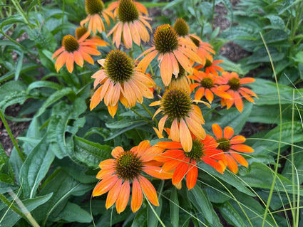 Sonnenhut (Orange) - Echinacea 'Lakota Orange'