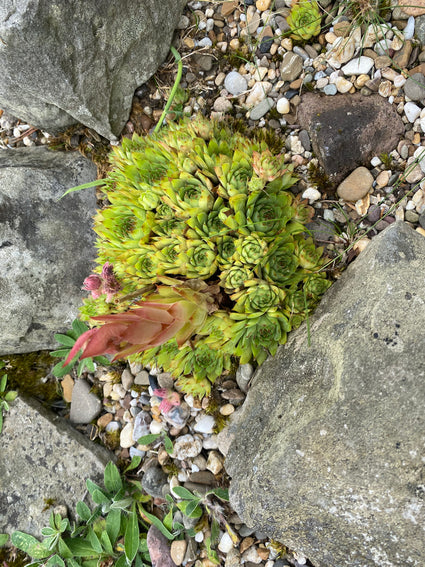 Donnerblatt - Sempervivum tectorum