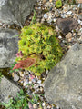 Donnerblatt - Sempervivum tectorum