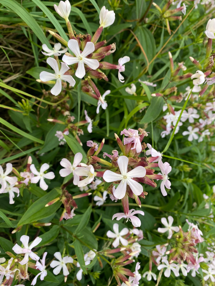 Seifenkraut - Saponaria officinalis