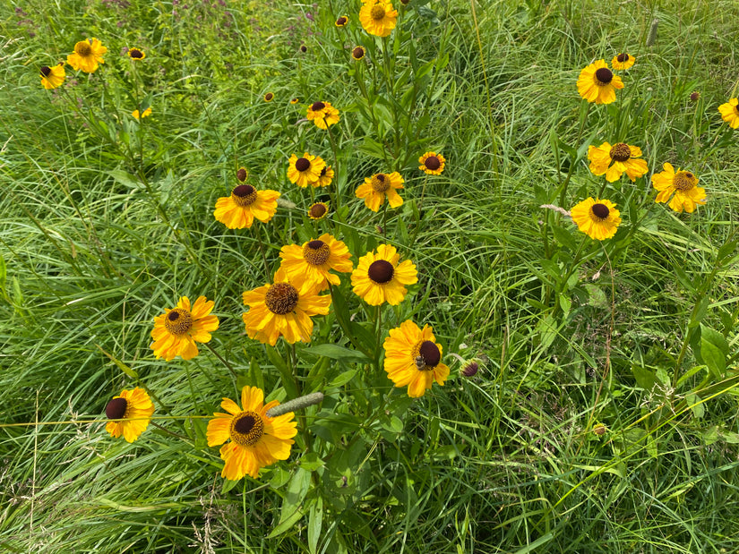 Sonnenkraut - Helenium 'Zimbelstern'