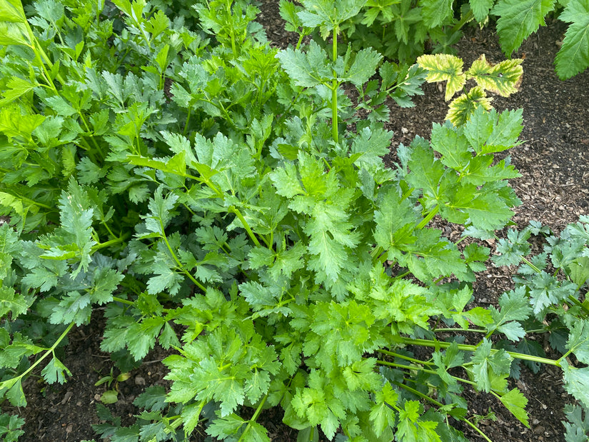 Grüner Sellerie - Apium Graveolens