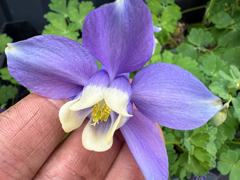 Akelei Blau/Lila (Niedrige Sorte 30 cm) - Aquilegia flabellata 'Ministar'