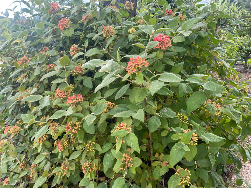 Wolliger Schneeball - Viburnum Lantana (einheimisch)