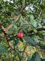 Wilder Kernbeißer - Euonymus europaeus
