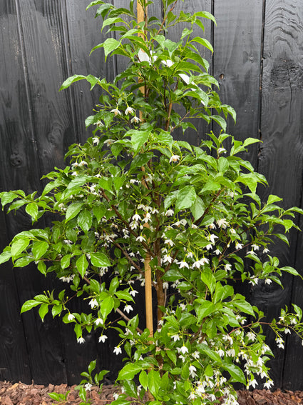Japanischer Storaxbaum - Styrax japonicus 'Snowcone'