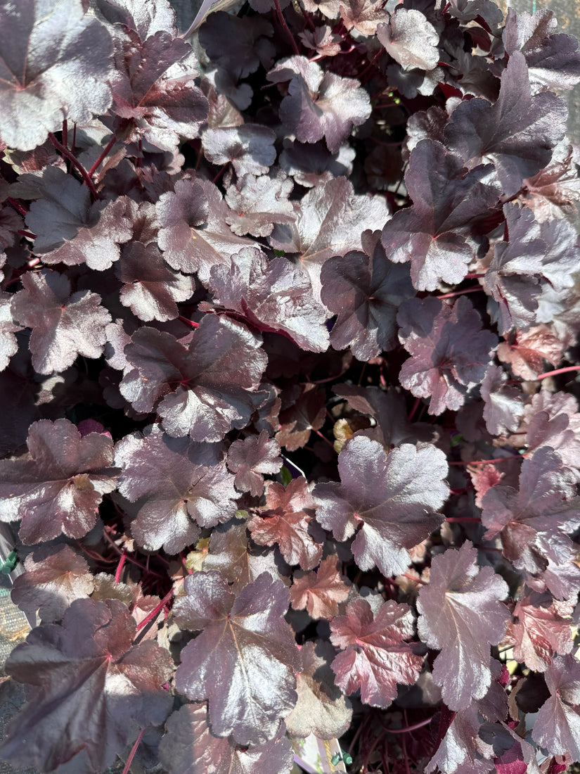 Purplebell - Heuchera 'Obsidian'