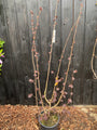 C12 pot 125-150 cm voorbeeld - foto half april