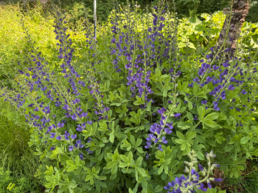 Falsches Indigo-Indigolupin – Baptisia australis