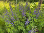 Falsches Indigo-Indigolupin – Baptisia australis