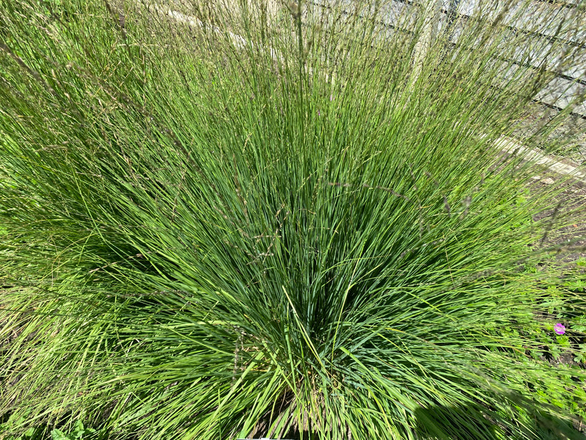 Pfeifenstroh - Molinia caerulea 'Heidebraut' TIPP