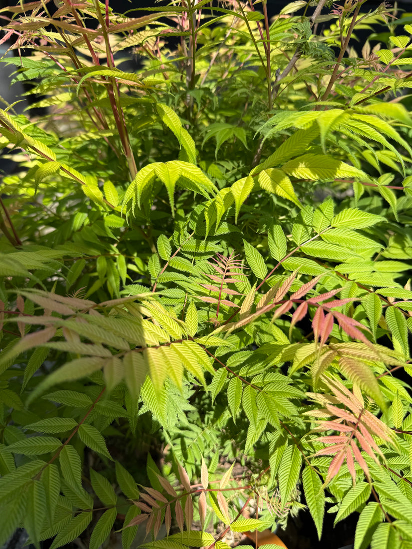 Vogelbeere Spirea - Sorbaria sorbifolia 'Sem'