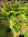 Vogelbeere Spirea - Sorbaria sorbifolia 'Sem'