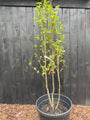Mehrstämmiger Amberbaum - Liquidambar styraciflua