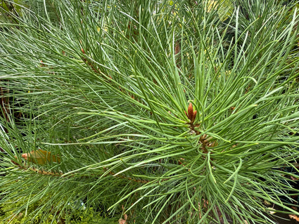 Schirmkiefer - Pinus pinea (Kiefer)
