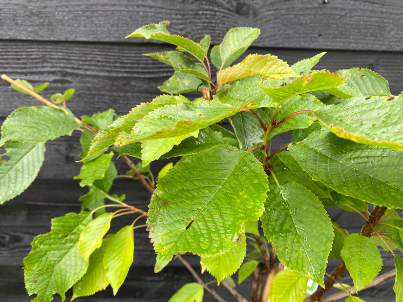 Kirschbaum - Prunus Avium 'Kordia'