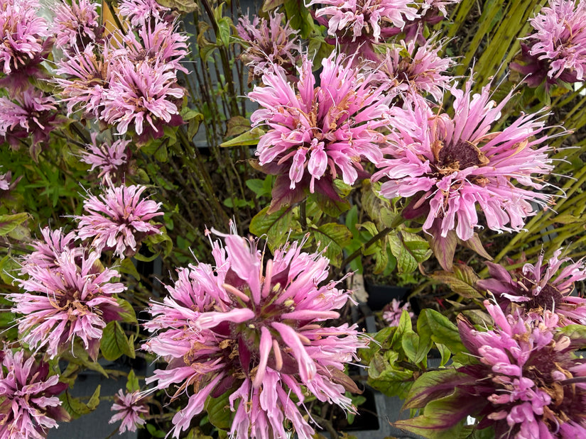 Bio-Bergamottepflanze - Monarda 'Beauty of Cobham'