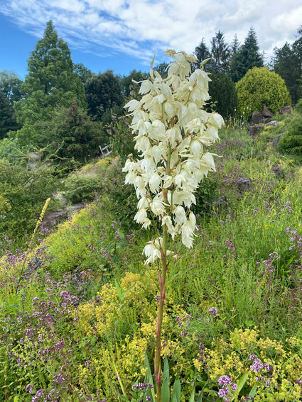 Palmlilie - Yucca filamentosa