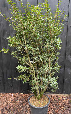 125-150 cm, C20