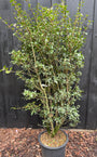 Immergrüne Osmanthus burkwoodii